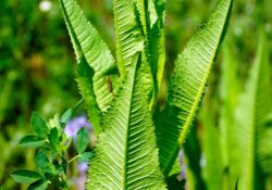 tobacco plant